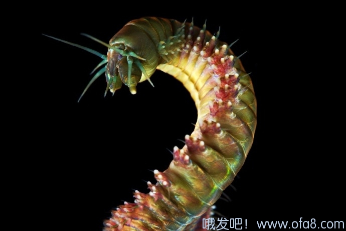 点击查看原图