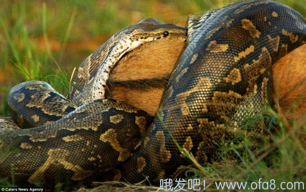 点击查看原图