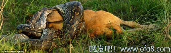点击查看原图