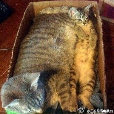 点击查看原图